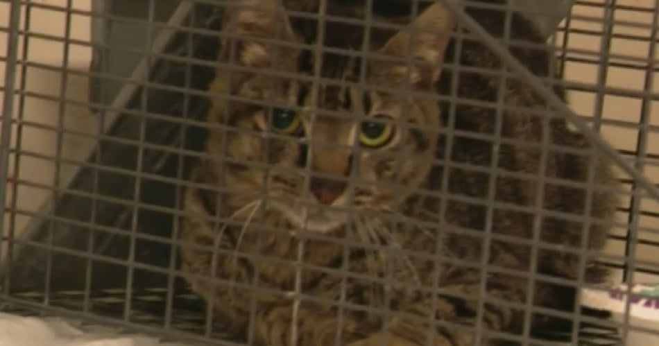Dead Cats Found In Abandoned Sunrise Home, Dozens More In Need Of ...