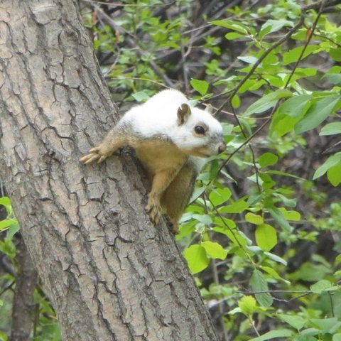Different Types Of Squirrels In Colorado