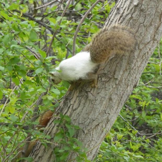 Rare Squirrel from CPW 3 