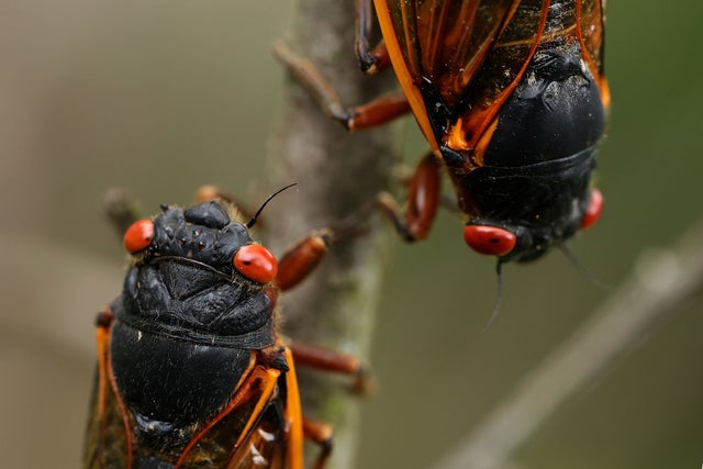 Brood X Cicadas Emerge After 17 Years Underground