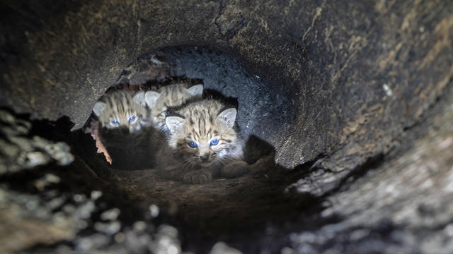 bobcat-kittens-in-tree.jpg 