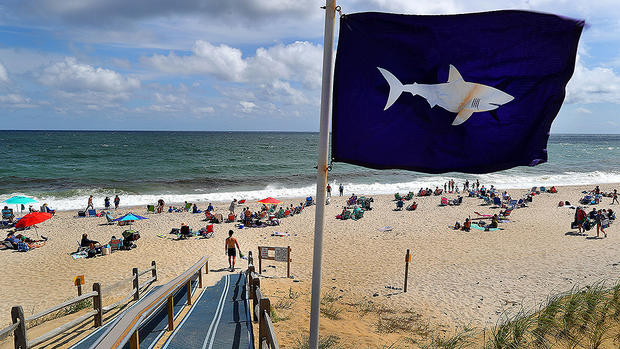 Cape Cod Shark flag 