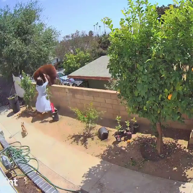 WATCH: Bradbury Teen Takes On Bear In Backyard