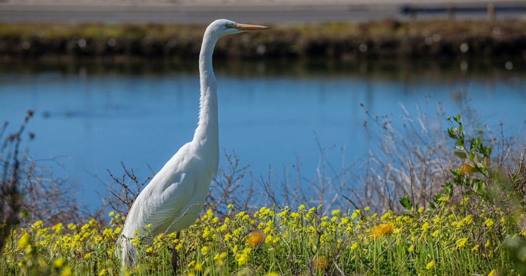Graffiti, Litter Plaguing Huntington Beach's Bolsa Chica Ecological