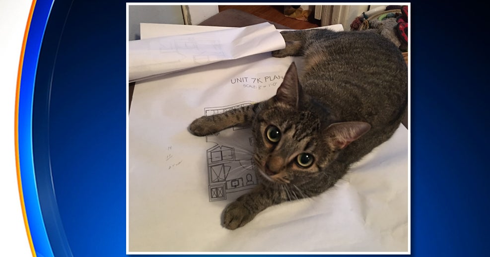 Pet Cat Shot Twice In Glen Cove; Police Want Your Help Finding Whoever