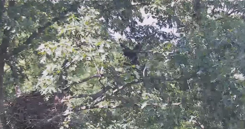 Juvenile Bald Eagle Fledges For First Time At Hays Bald Eagle Nest