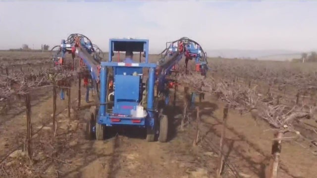 vineyard-robot.jpg 