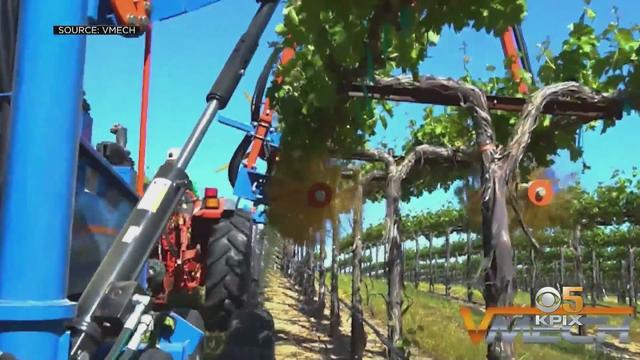 wine-picking-robot.jpg 