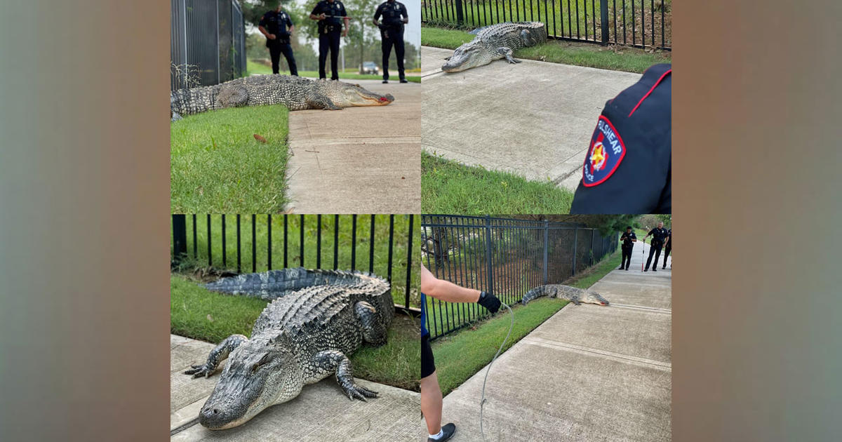 Texas Law Enforcement Officials Wrangle Massive Alligator Dubbed 'Godzilla'  From Neighborhood - CBS Texas