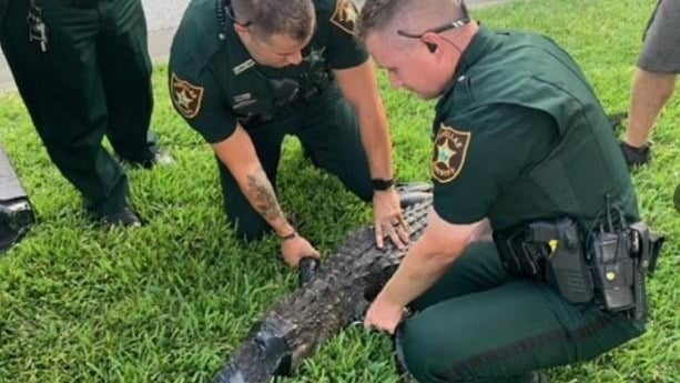 pinellas-county-florida-deputies-with-alligator-that-bit-woman-on-060821.jpg 