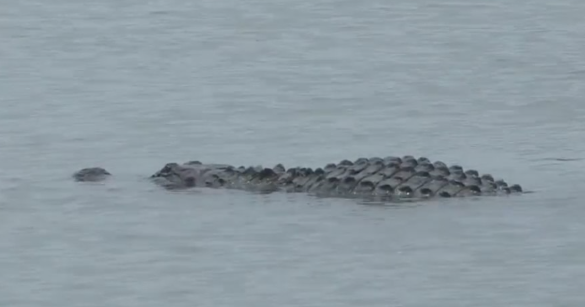 Alligator Sightings Up At Some North Texas Lakes CBS DFW   Screen Shot 2021 06 10 At 6.21.05 PM 