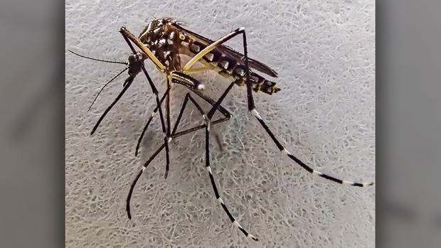 Aedes - Yellow Fever Mosquito 