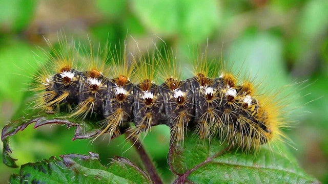 browntail-moth-caterpillar-leaf.jpg 