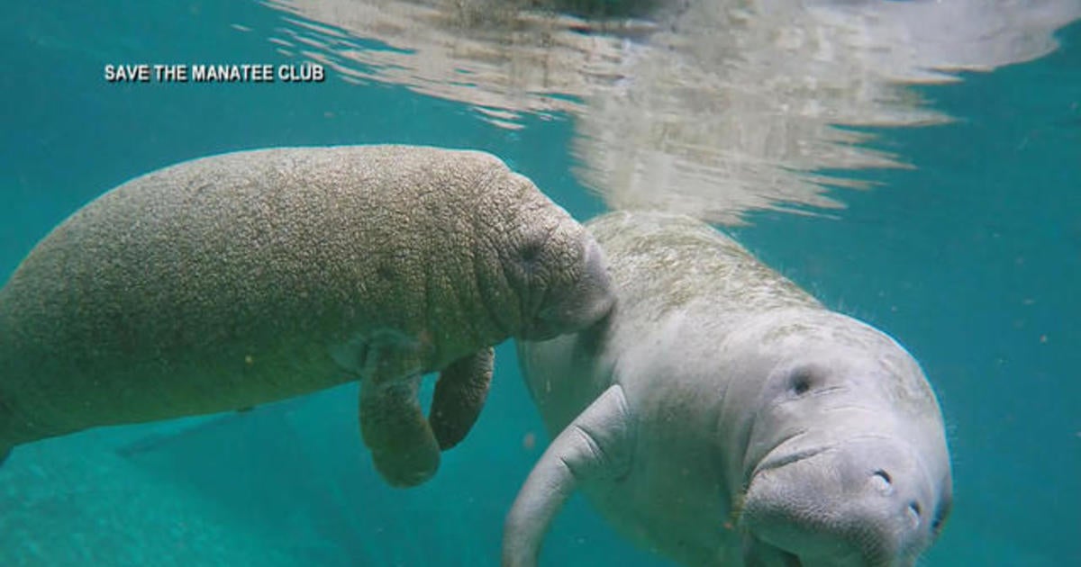 Florida's Manatees Dying At A High Rate - CBS News