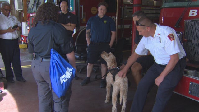 FIREFIGHTER-THERAPY-DOG-1_frame_11258-1.jpg 