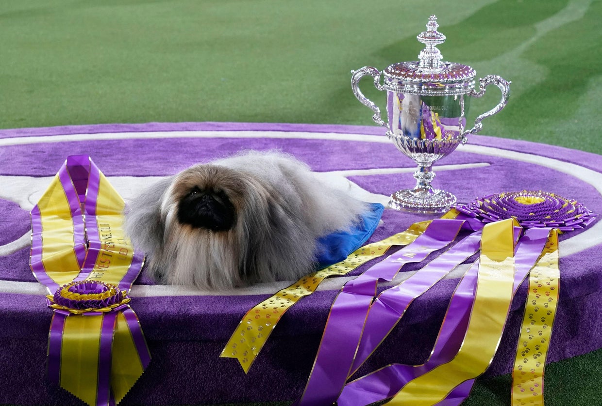 The most popular dog breeds in America