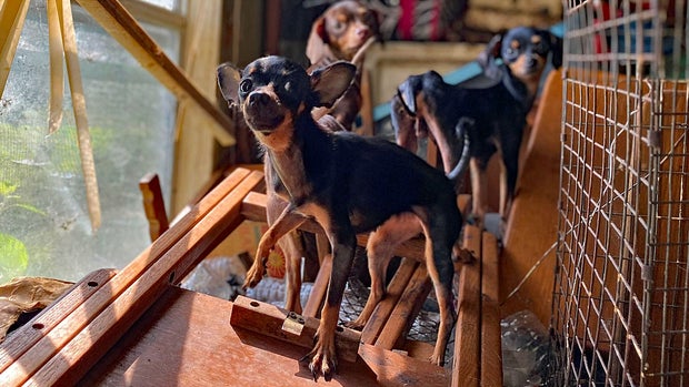 min-pin 