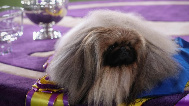 The 145th Westminster Kennel Club Dog Show at Lyndhurst Mansion in Tarrytown, New York 