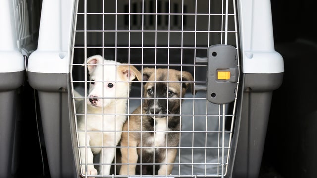 Puppies in a container for transporting animals 