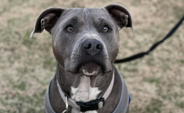 Perkins the pit bull 