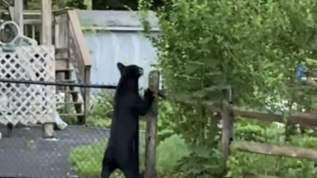 back-bear-sighting.png 