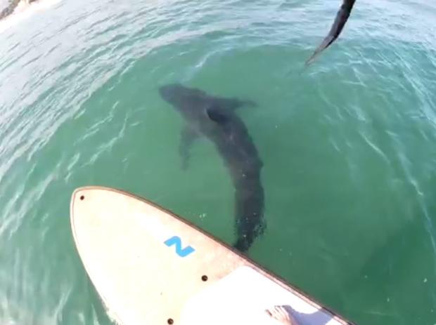 Teen Captures Close Encounter With Great White Shark In Santa Barbara County 