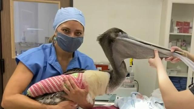cbsn-fusion-california-pelicans-injured-in-shocking-attacks-thumbnail-736026-640x360.jpg 