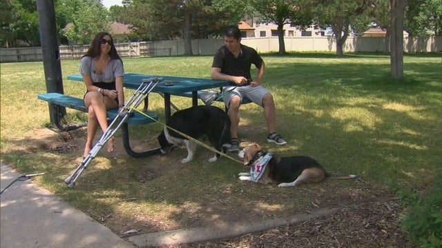 DOG ATTACK 5PKG.transfer_frame_579 