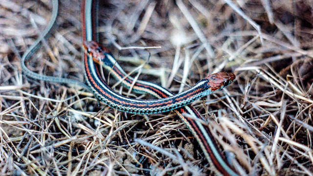 Snake I Am The Snake!!  San francisco giants, Sf giants