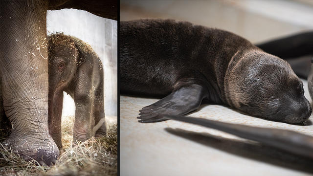 columbus-zoo-baby-sea-lion-and-elephant.jpg 