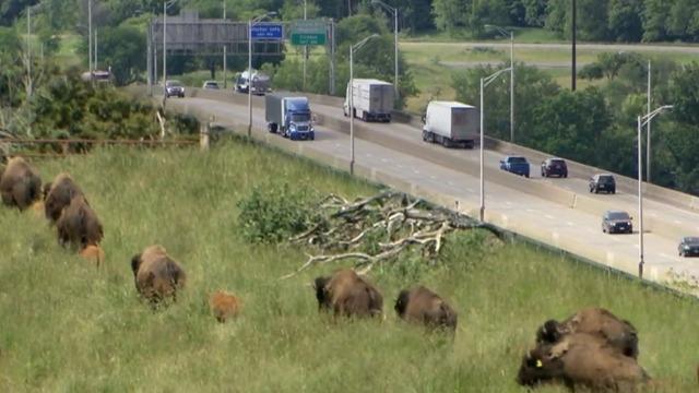 cbsn-fusion-man-pushes-to-turn-bridge-set-for-demolition-into-national-monument-for-bison-thumbnail-737555-640x360.jpg 