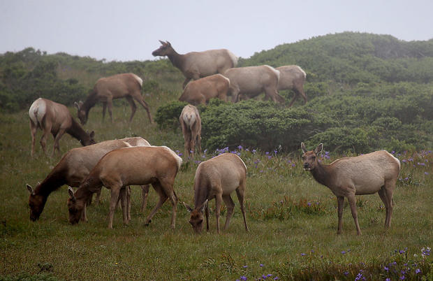 Bay Area Tule Elk Herd Threatened By California Drought 