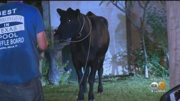 Pico Rivera Cow Caught 