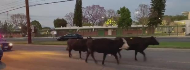 40 Cows Escape From Meatpacking Plant In Pico Rivera, 1 Killed By Deputies After Charging Family 