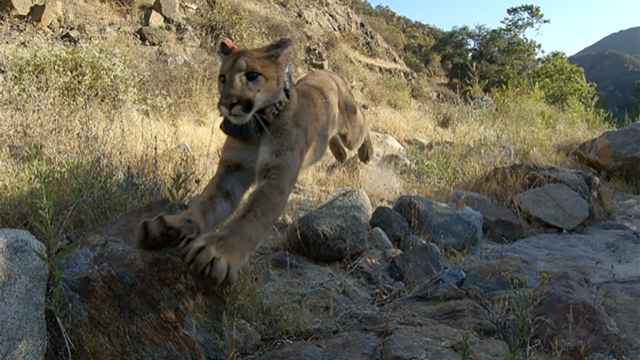 mountain-lion-release.png 