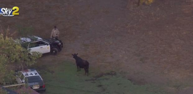 Final Missing Cow Which Escaped Meatpacking Plant Found In South El Monte Park 
