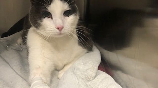 MSPCA-towel.jpg 