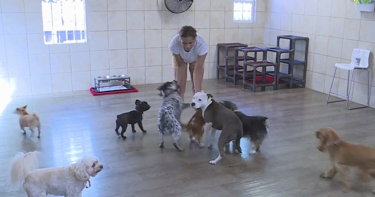 New Pandemic Pet Owners And Return To InPerson Work, Summer Trips Lead