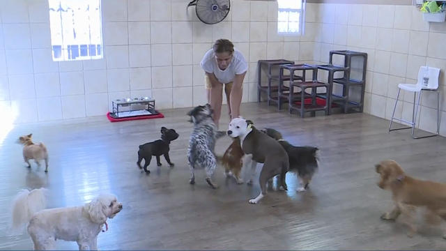 doggie-daycare.jpg 