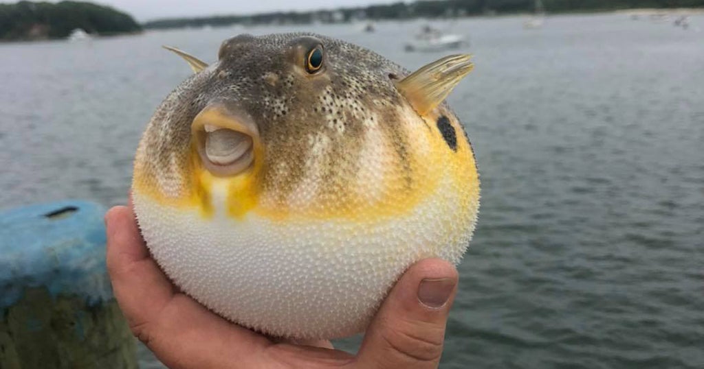 Easy Puffer Fish Recipe 2024 AtOnce