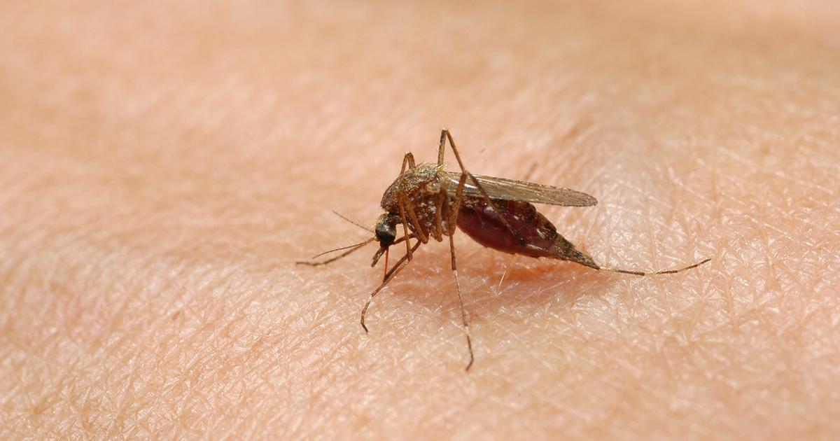 Mosquito-Borne Jamestown Canyon Virus Confirmed In Michigan: Here's ...