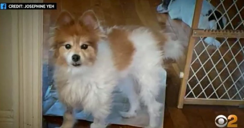 See It Woman Steals Dog From Valley Stream Home CBS New York