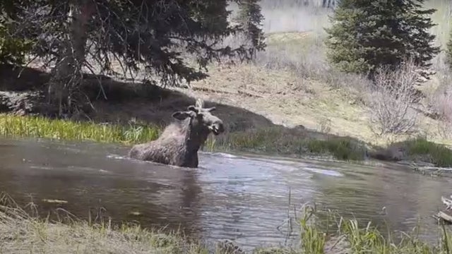 moose-splashes-in-creek.jpg 