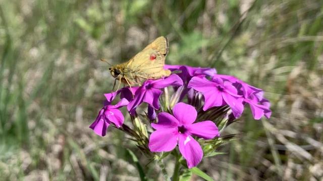 MNZoo_Newly-released-Dakota-skipper-marked.jpg 