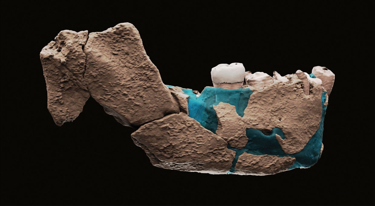 Israel Neanderthals jaw bone fossil 