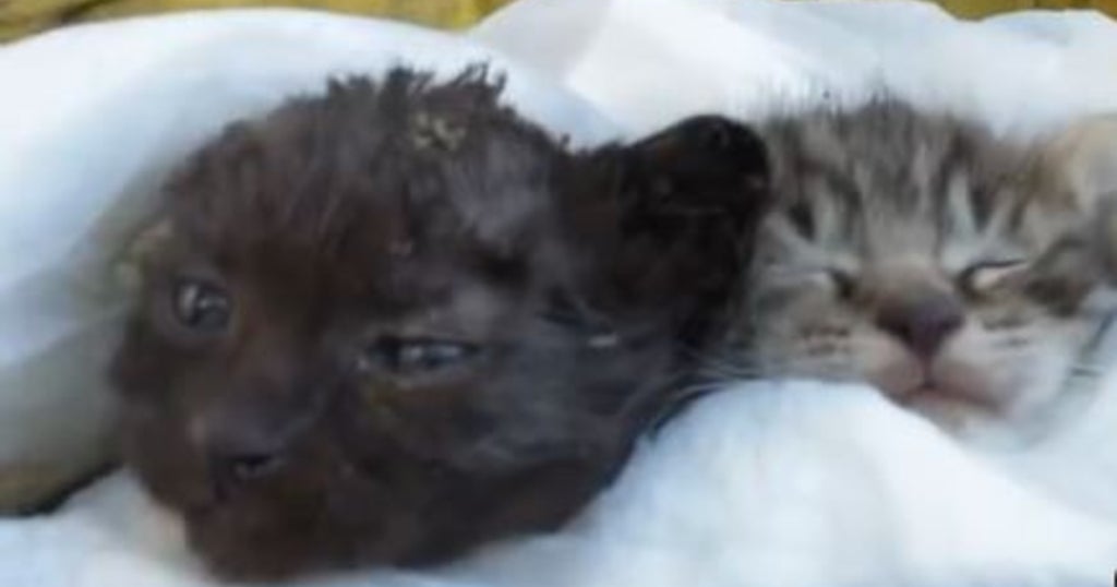 Vallejo Firefighters Rescue Injured Kittens Caught In Vegetation Fire ...