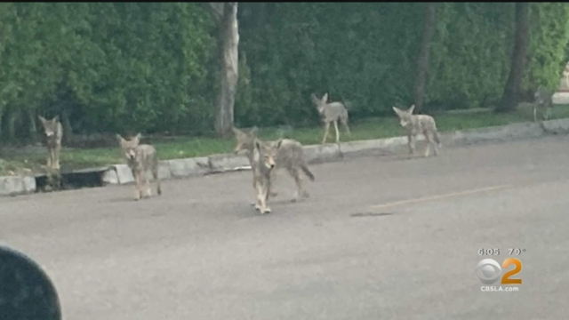 COYOTE-PACK.png 