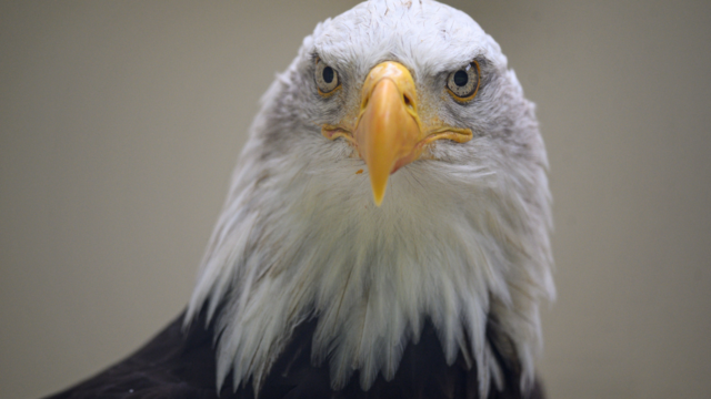 bald-eagle.png 