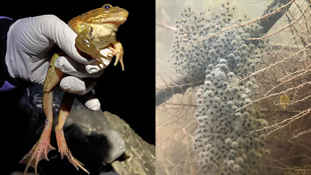 red-legged-frog-breeding.jpg 