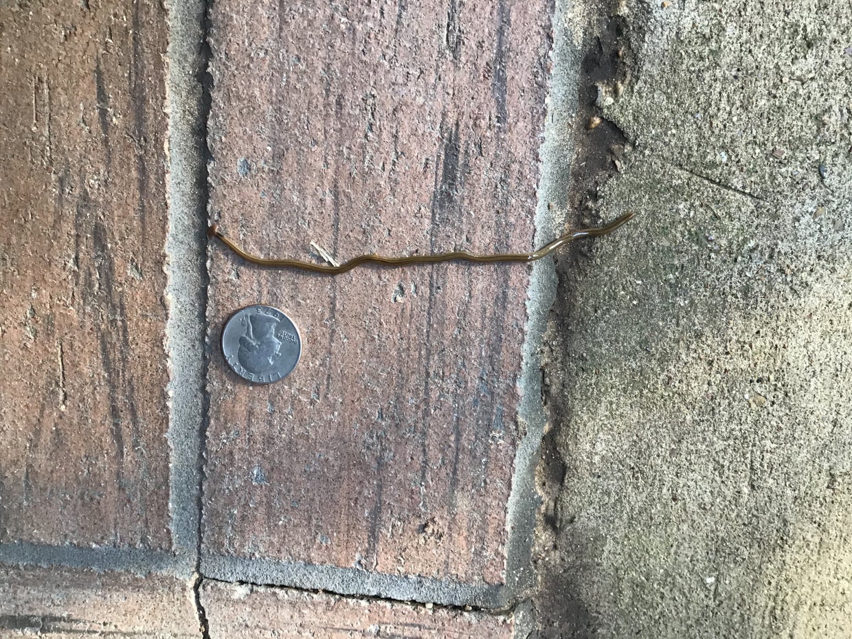 Viral Facebook Post Reveals Invasive Worm 'WellEstablished' In North